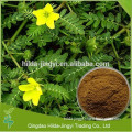 High quality tribulus terrestris powder at low price